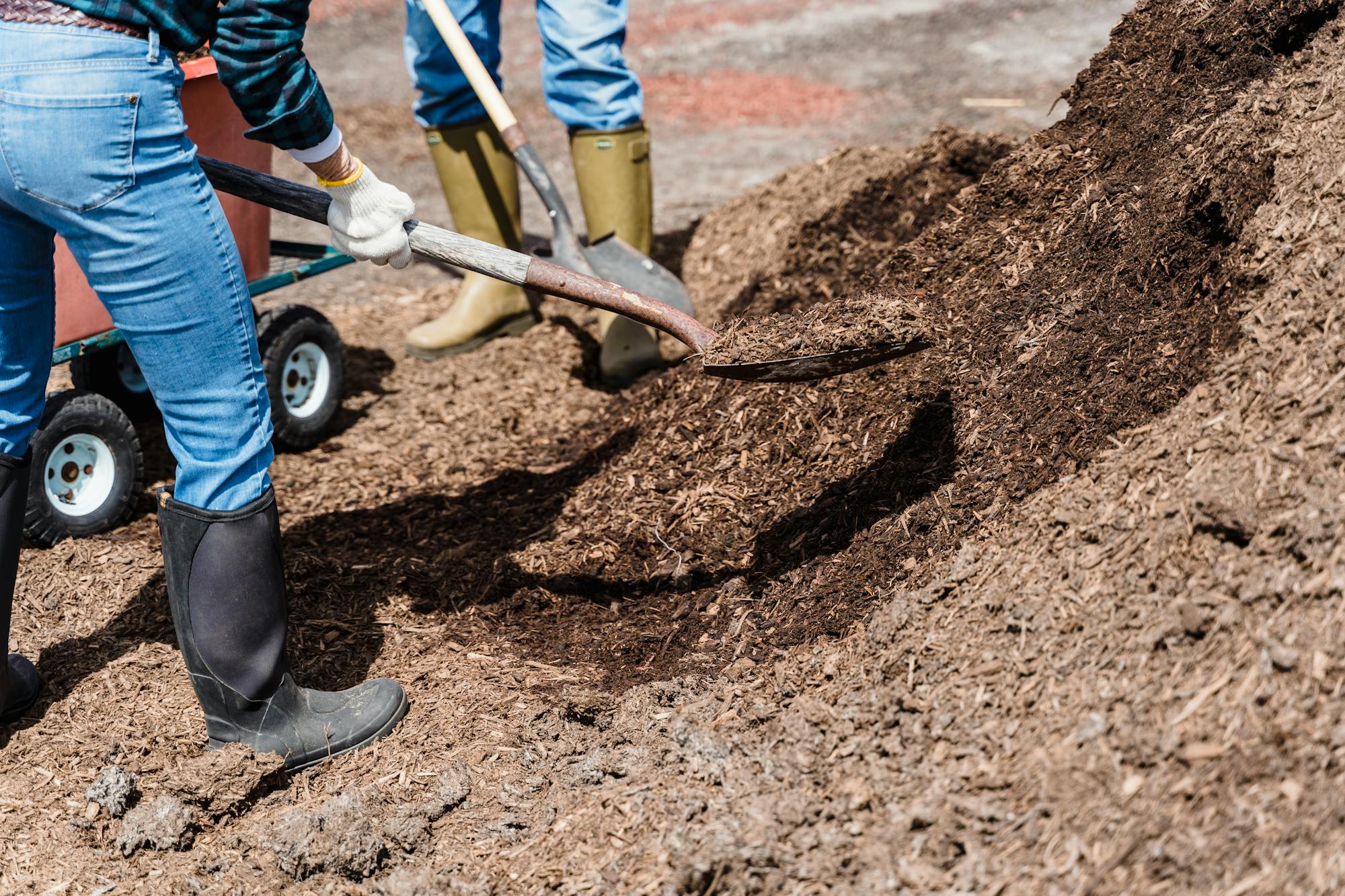 Two landscape workers shoveling fresh mulch