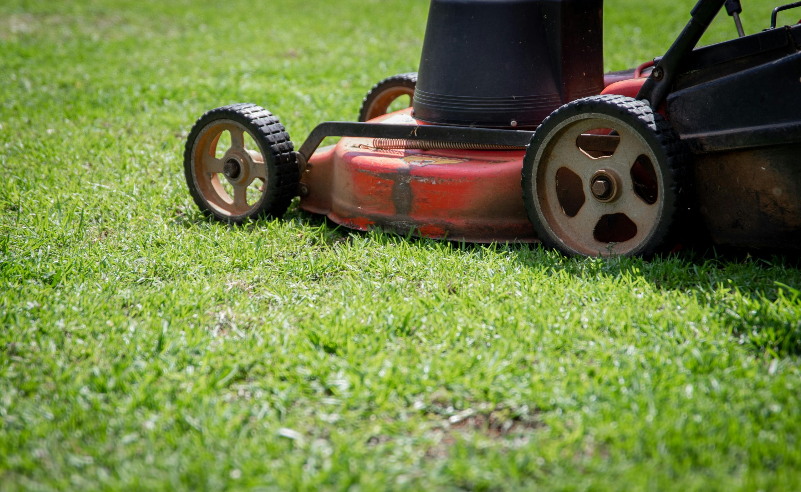 Red and black push lawn mower cutting fresh green residential grass